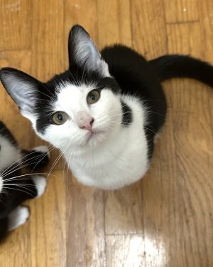 Lottie, Baby Female Domestic Short Hair