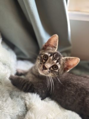 MudPie (CL-A), Baby Female Domestic Short Hair