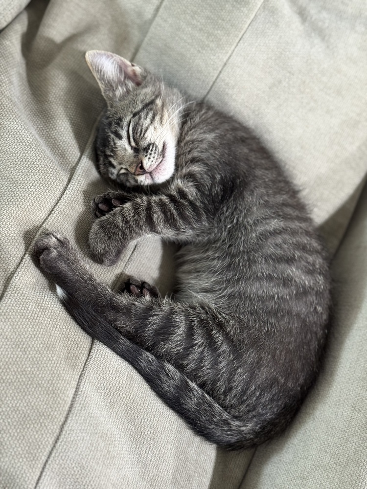 MudPie (CL-A)