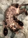 MudPie (CL-A) photo 4