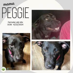 Peggie, Adult Female Labrador Retriever