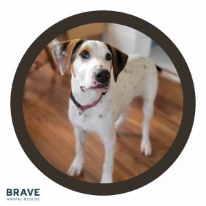 Taco, Baby Male Hound