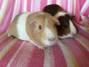 Thelmer ( Bonded to Thesela), Adult Female Guinea Pig