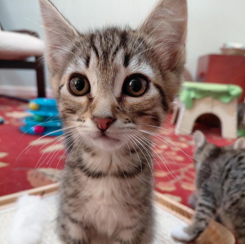 Scout (Tabby K2)