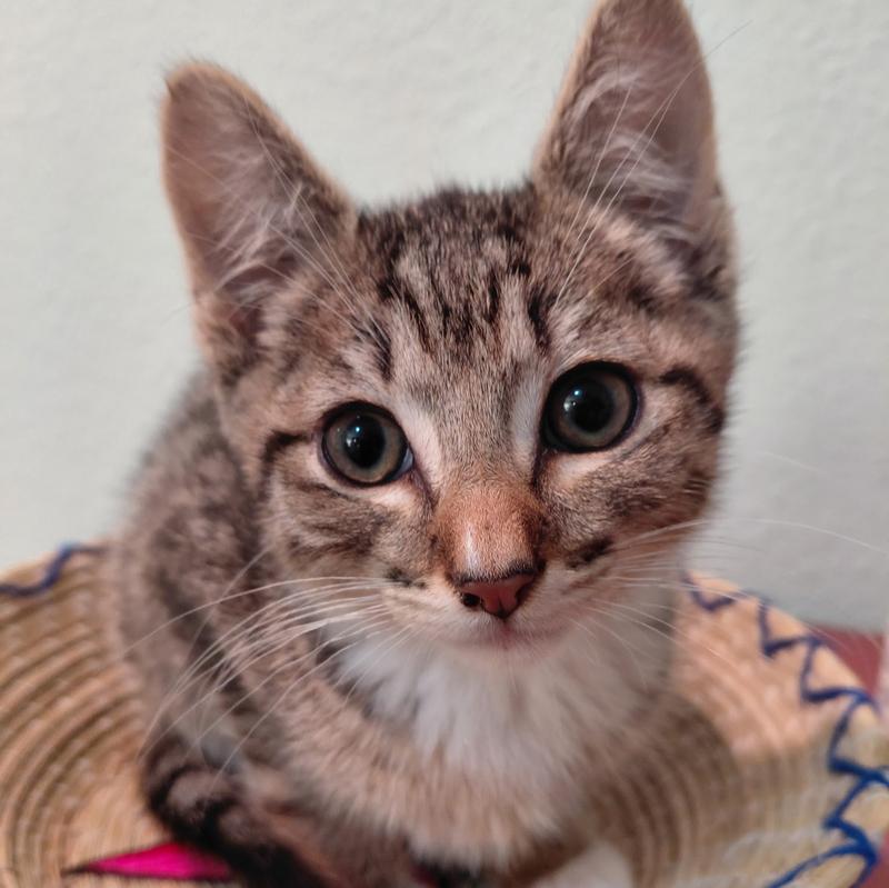 Mittens (Tabby K4)