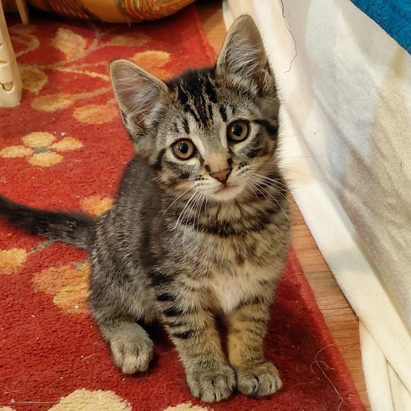 Pepper (Tabby K5)