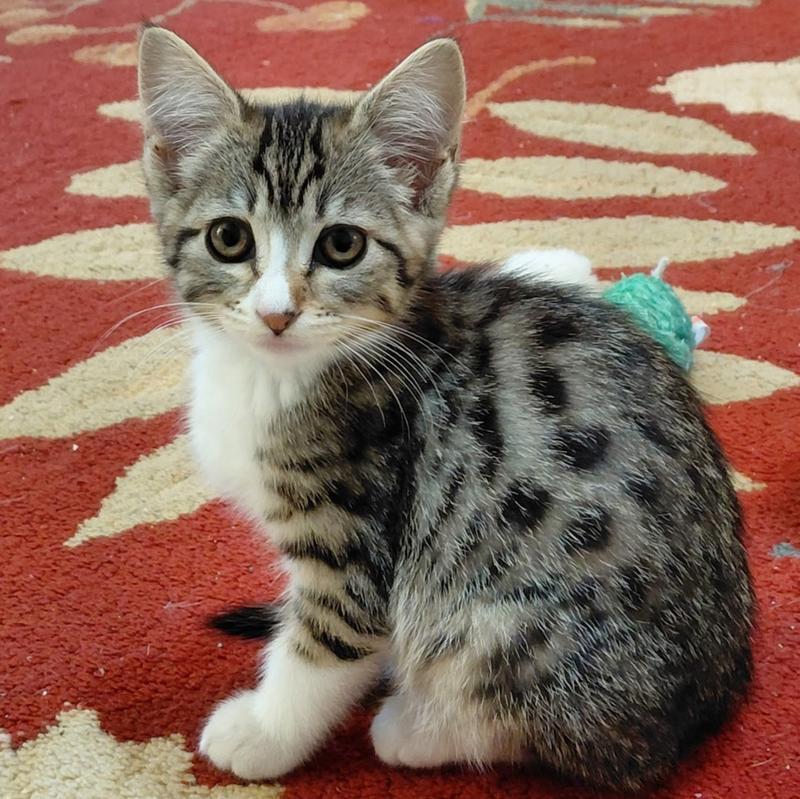 Polka Dot (Tabby K1)
