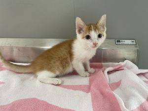 Scribbles, Baby Male Domestic Short Hair