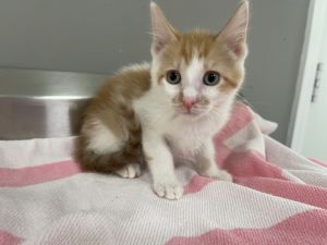 Kibbles, Baby Female Domestic Short Hair