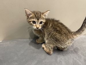 Maraca, Baby Male Domestic Short Hair