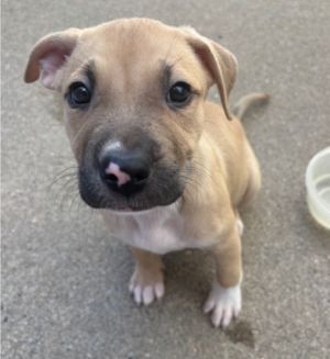 Panda, Baby Female Labrador Retriever