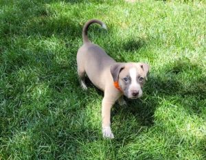 Otter, Baby Male Labrador Retriever