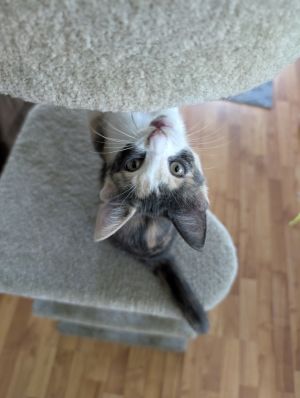 Cera (Bonded with Klyo), Baby Female unknown