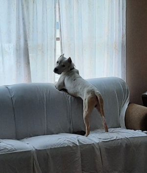 Kane, Young Male Mixed Breed