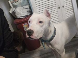 Kane, Young Male unknown