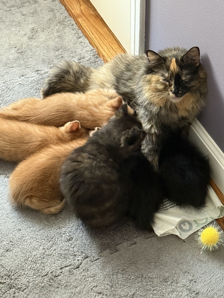 Mama
