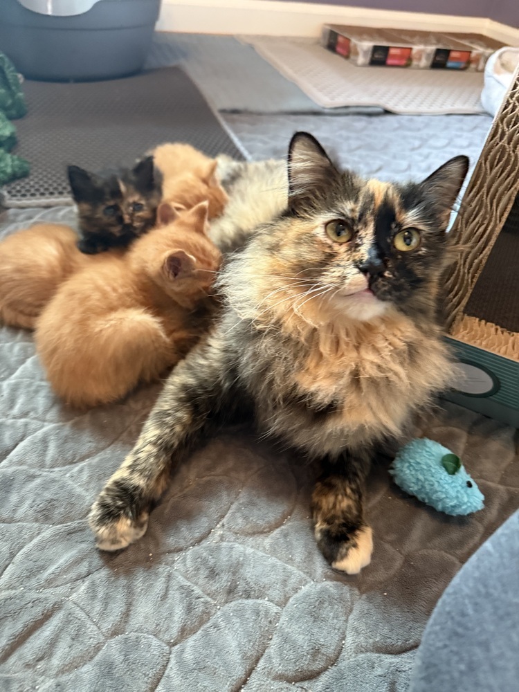 Mama