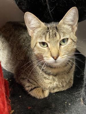 Zelle, Young Female Domestic Short Hair