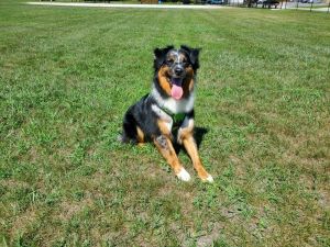 0834 Duke, Young Male Australian Shepherd
