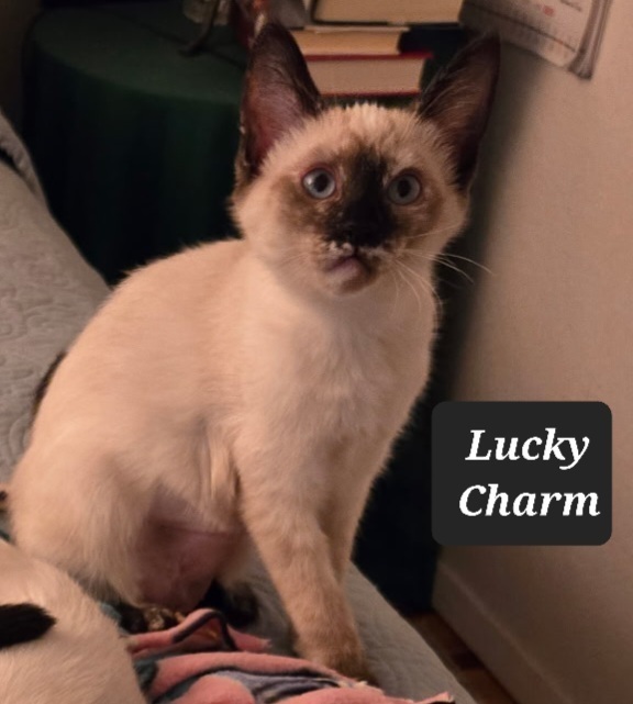 Lucky Charm thumbnail 1
