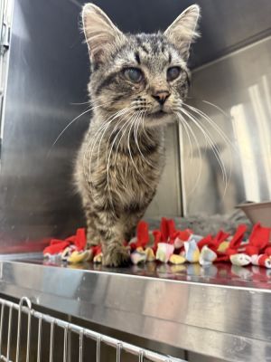 Foggy, Adult Male Domestic Long Hair