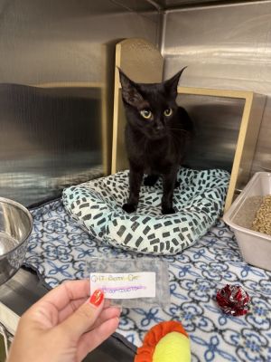 Betty Crocker, Adult Female Domestic Short Hair