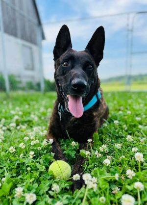 Tiger, Adult Male Dutch Shepherd