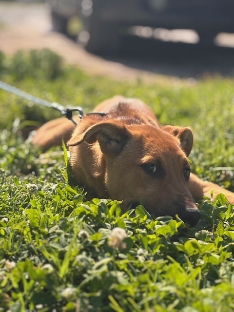 Charlotte, an adoptable German Shepherd Dog in Suamico, WI, 54173 | Photo Image 2