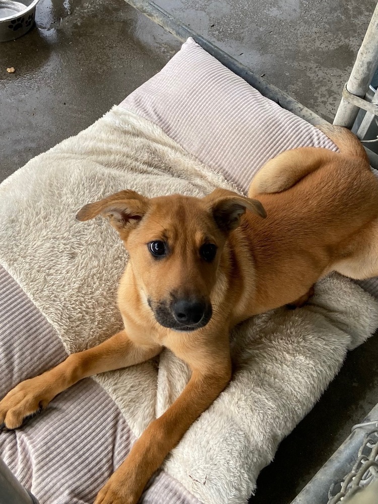 Charlotte, an adoptable German Shepherd Dog in Suamico, WI, 54173 | Photo Image 3