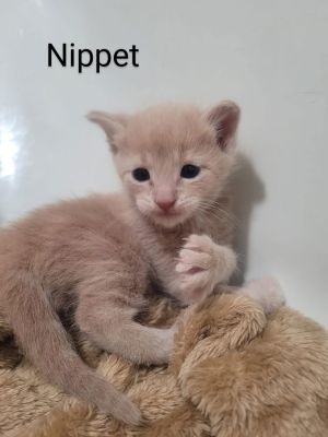 Nippet, Baby Male Domestic Short Hair