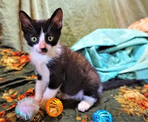 KITTEN ASH, Baby Male Tuxedo