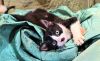 KITTEN ASH photo 3