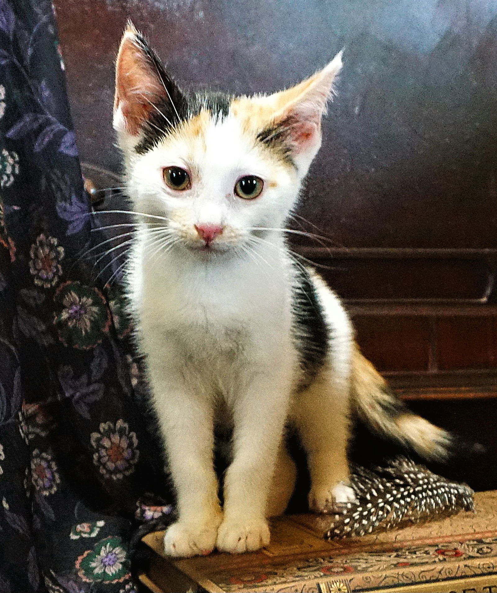 KITTEN CORA