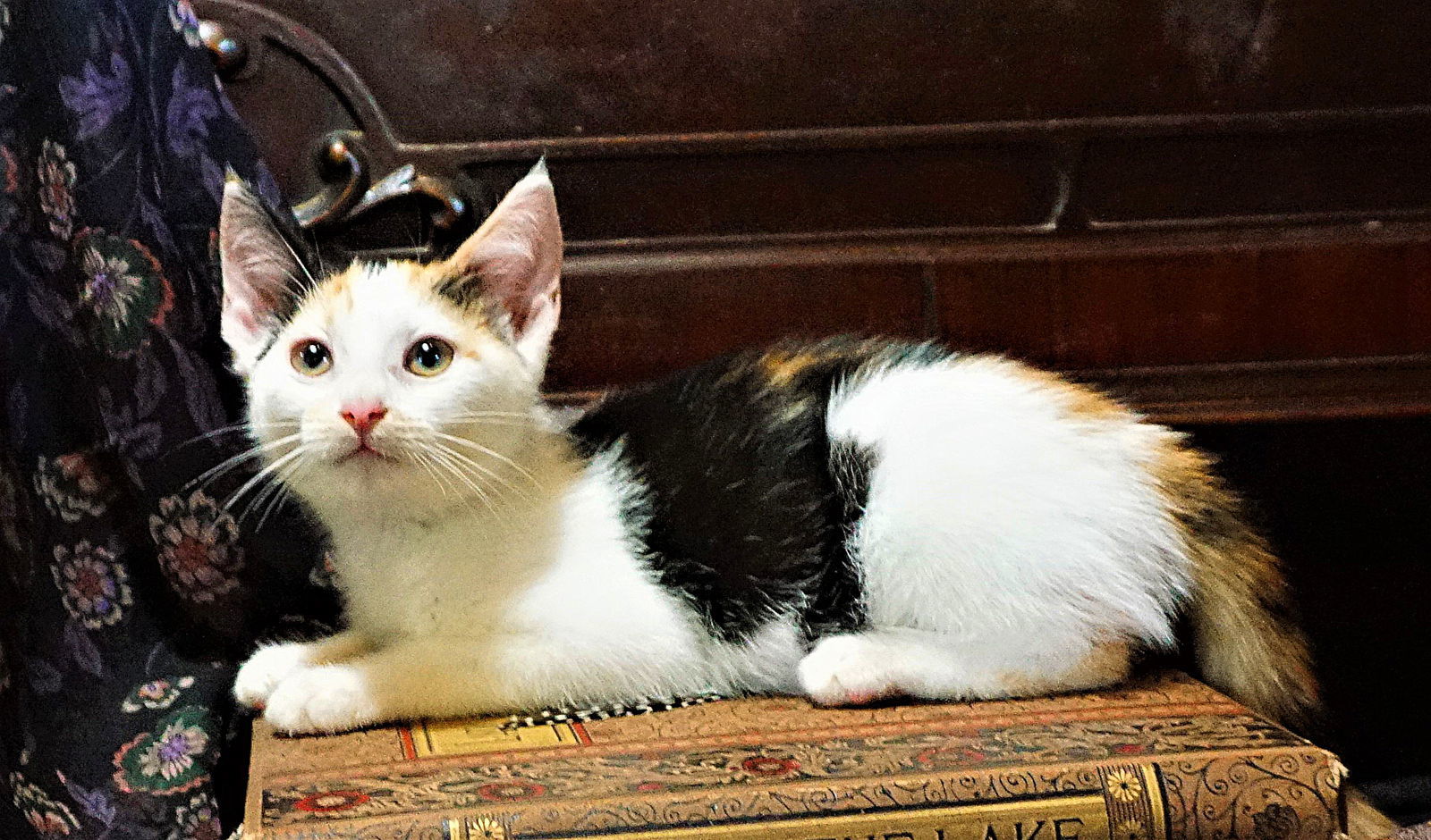 KITTEN CORA