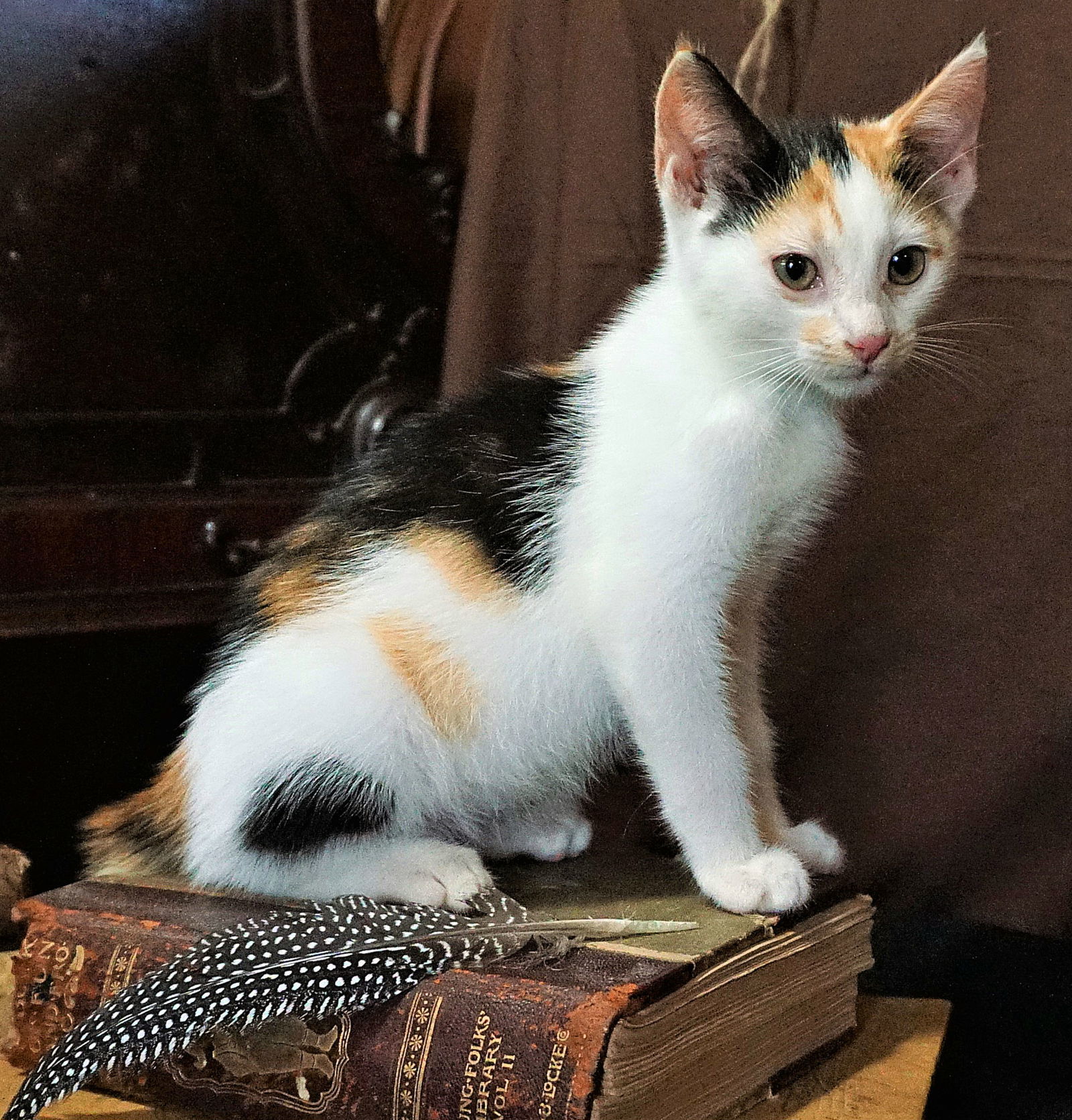 KITTEN CORA