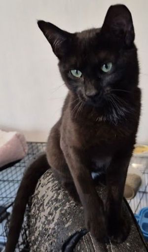 Midi, Young Female Domestic Short Hair