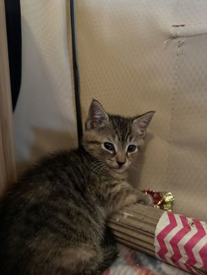 Sage, Baby Female Domestic Short Hair