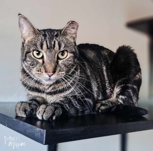 Seeking Barn Placement Ginger Domestic Short Hair Cat