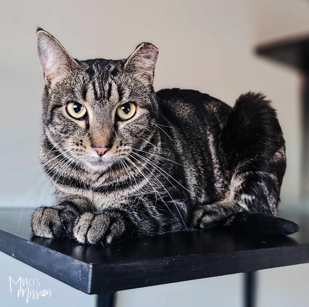Seeking Barn Placement Ginger, an adoptable Domestic Short Hair in Spokane , WA, 99209 | Photo Image 1