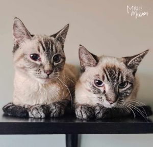 Seeking Barn Placement Skipper Domestic Short Hair Cat