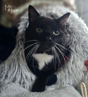 Seeking Barn Placement Tinkerbelle Domestic Short Hair Cat