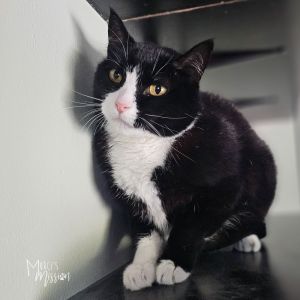 Mama Mia is a friendly cat who loves people She is seeking an outdoorbarn placement because she do