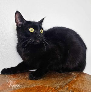 Meet Lenore This sweet lady came to the Mission as a stray when her and her baby Poe were looking