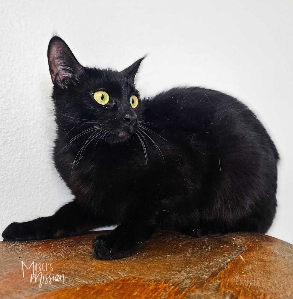 Lenore, an adoptable Domestic Short Hair in Spokane , WA, 99209 | Photo Image 1