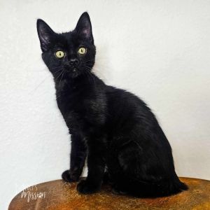 Meet Poe This adorable little kitten came to the Mission as a stray when her and her mama Lenore 