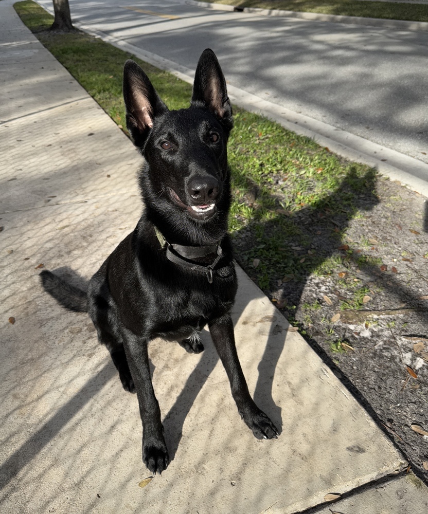 Cosmo - formerly Mako - Located in FL
