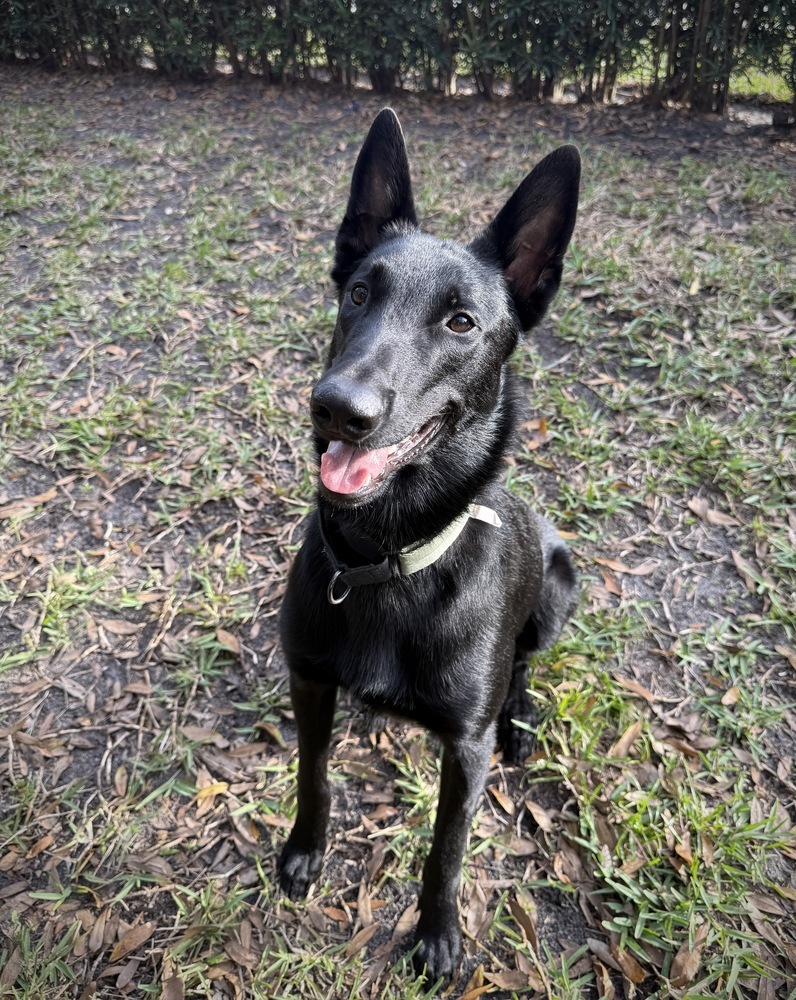 Cosmo - formerly Mako - Located in FL