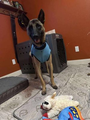 Mars - Located in Texas, Baby Male Belgian Shepherd / Malinois