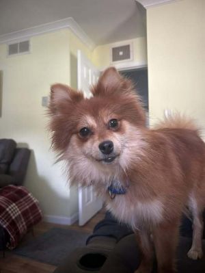 Roan, Adult Female Pomeranian