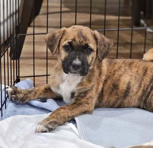 Gabriel, Baby Male Mixed Breed
